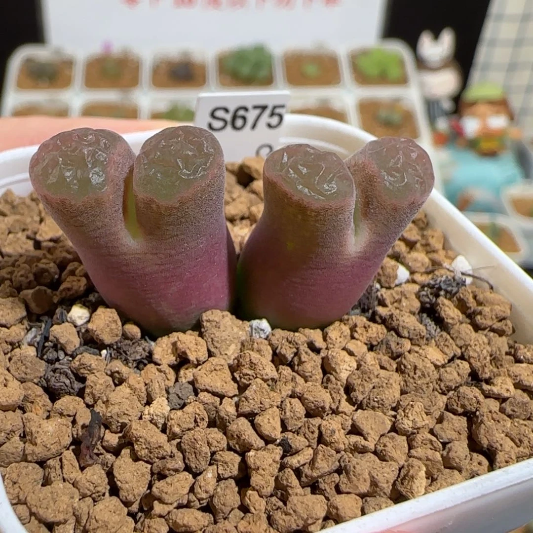 肉锥多肉植物组合-磁铁1472