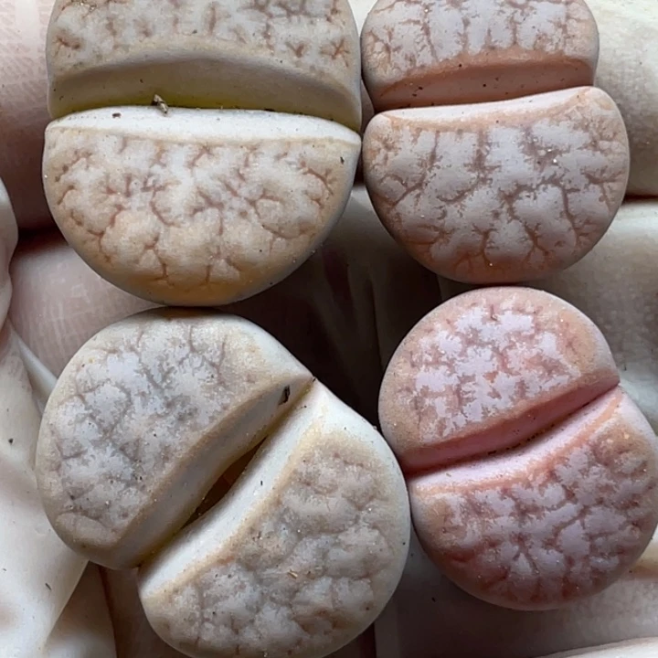 681多肉拿铁c309alllllll