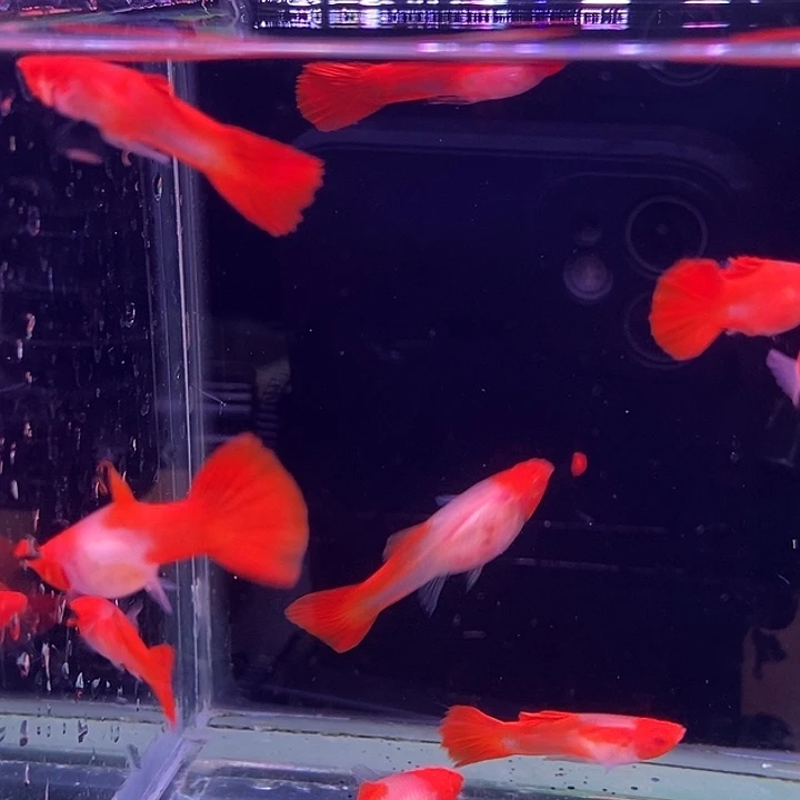 海水鱼玻璃红头5对