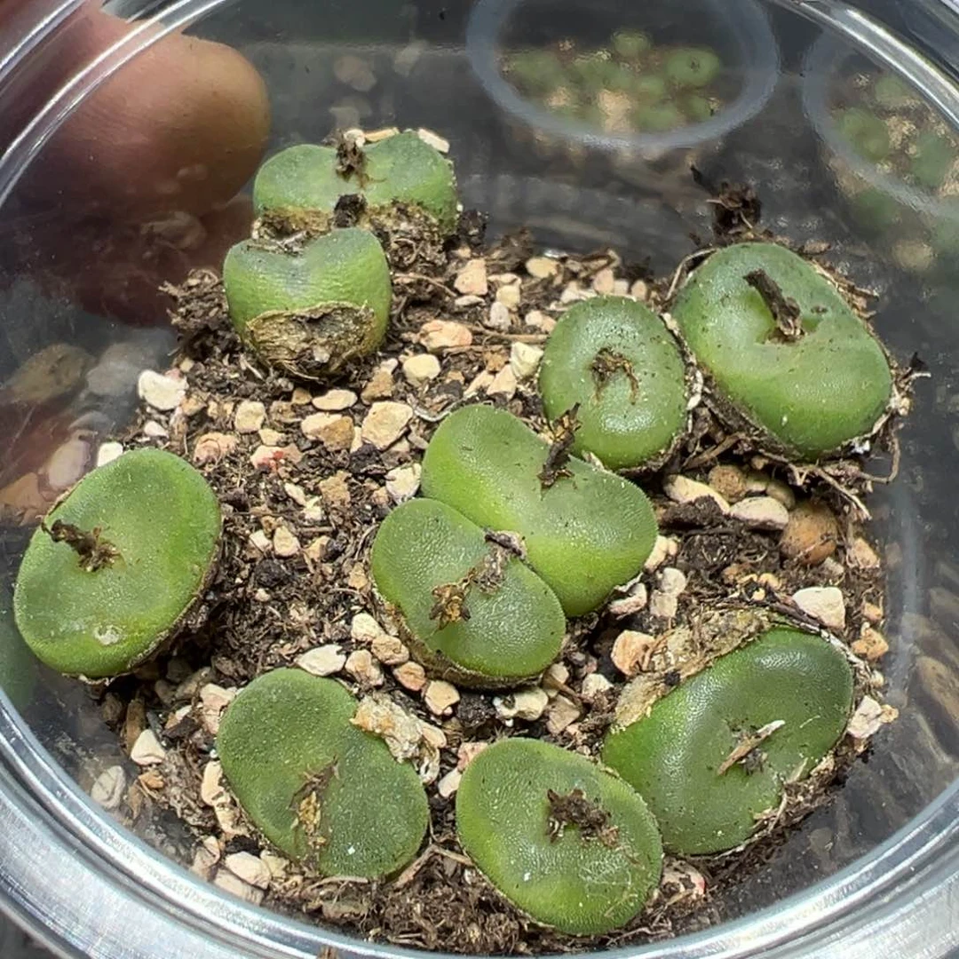 【闪购商品】 693.