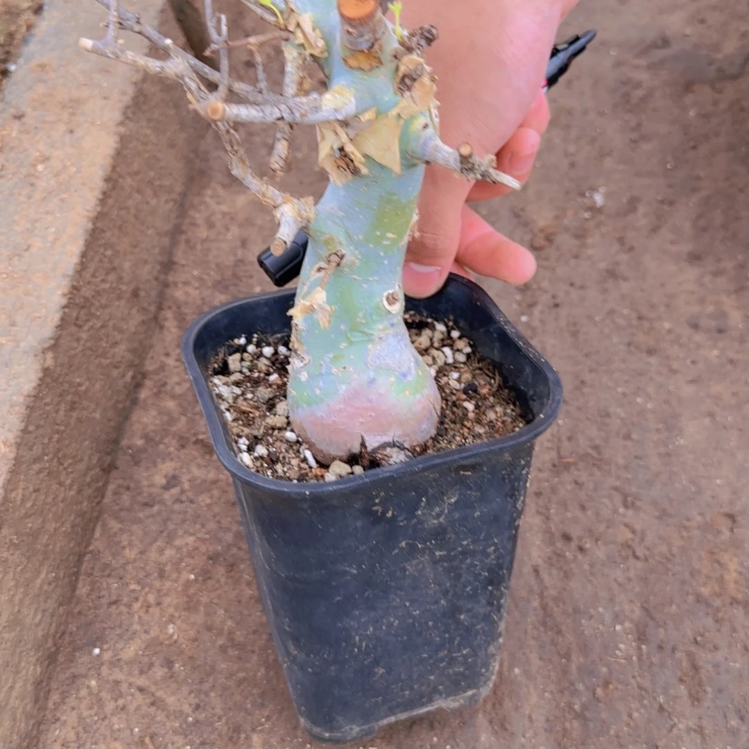 二***桥块根植物块根植物