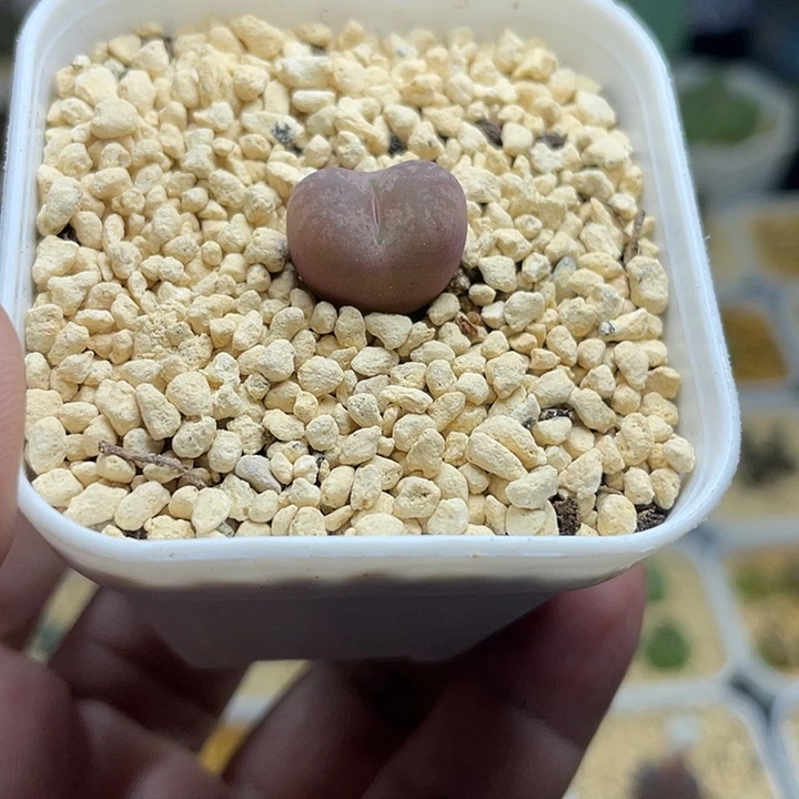 佳人园艺多肉生石花毛杂291