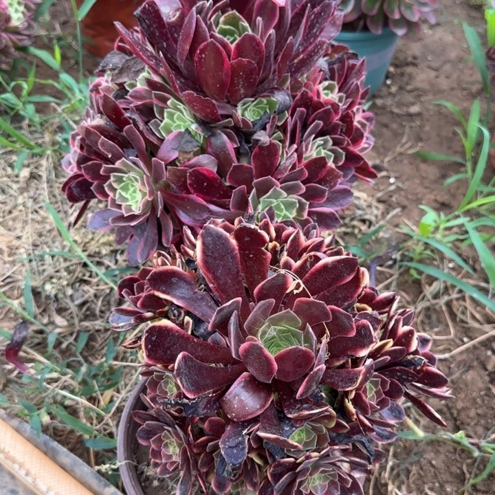 1-29金丝缺加欧嘉莉无售后有断肢