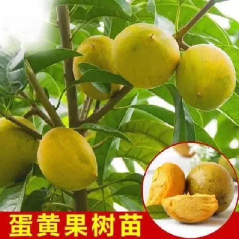 台湾四季黄晶果苗雅亚美果加密蛋黄果黄金果水果树苗庭院盆栽植物