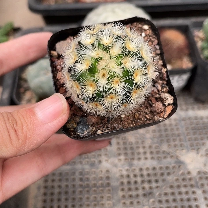 929嘉文仙人球植物
