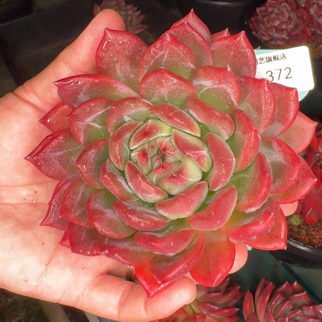 从前慢多肉精选编号1116-372