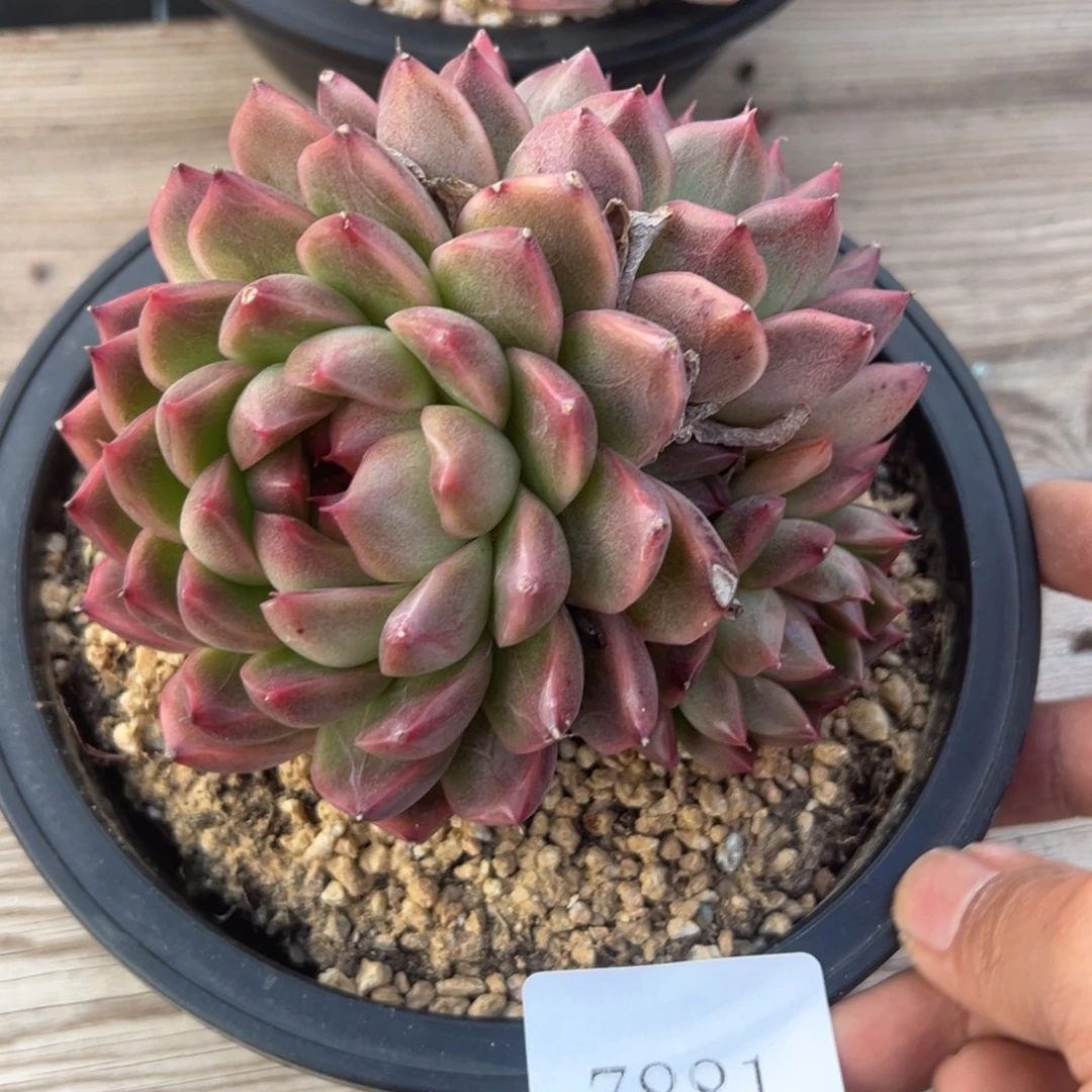 7881多肉多多的多多的多