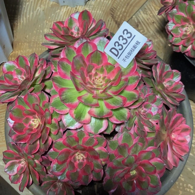 【闪购商品】333云荷多肉