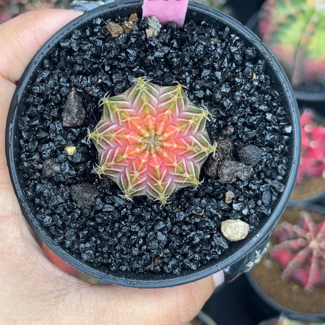 200 肋骨轮回 带盆土发货