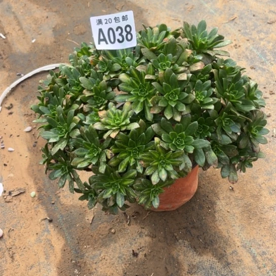 038花茶法师不包断枝