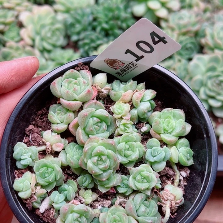 多肉植物多肉植物