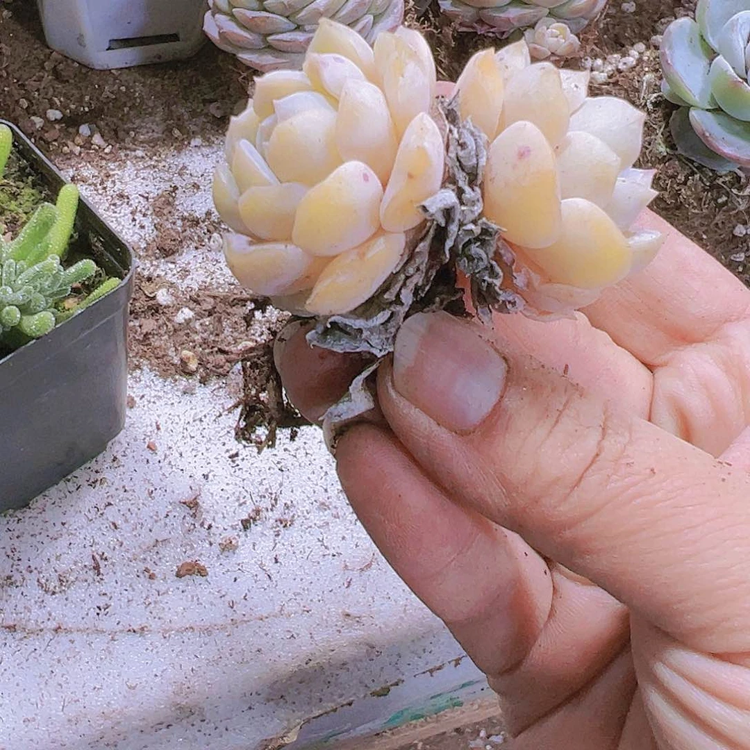 纯情19包邮多肉植物