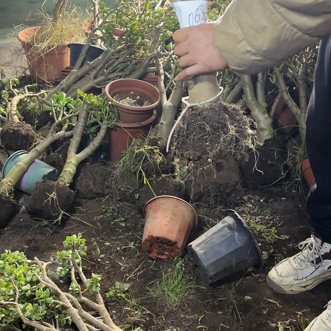 喜***50633吸财树带土球发货