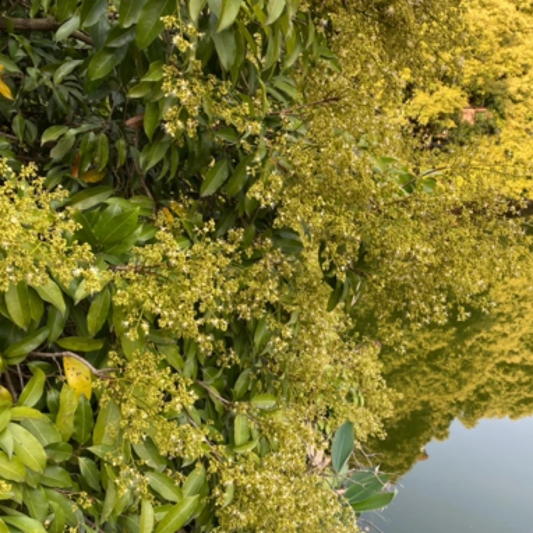 荔枝花老树荔枝花农民自养荔枝花山体老树荔枝花