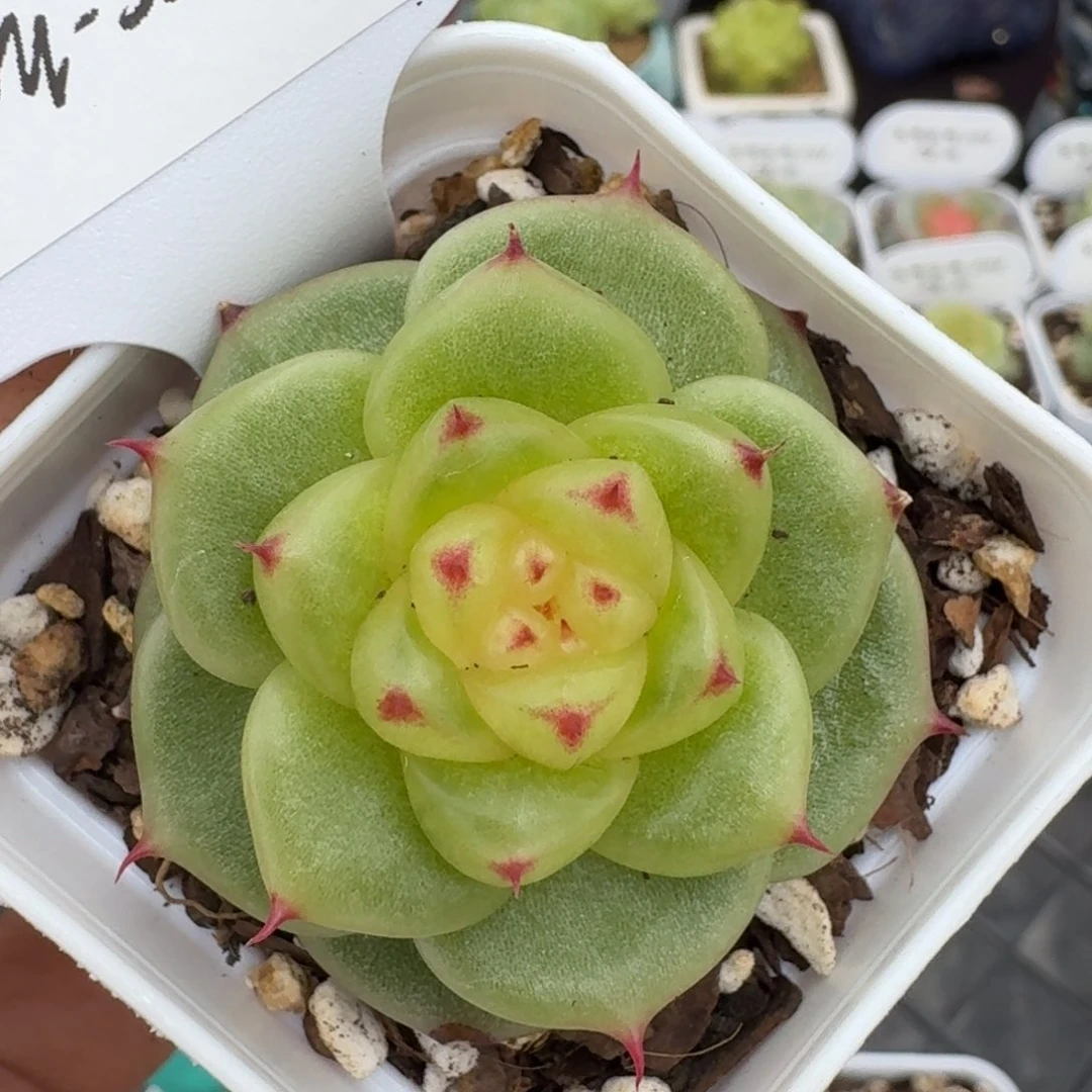 0718-055-宝拉珍妮