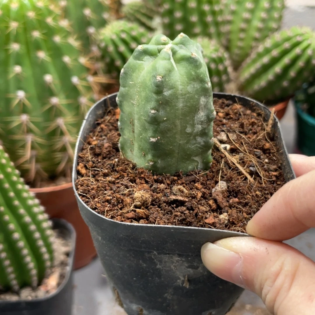 自根新品橙桃单头一杯