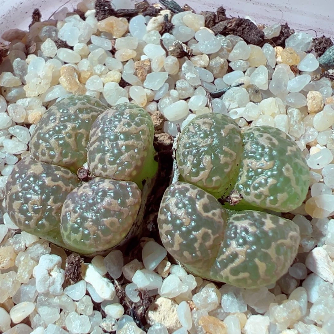 87-783多肉多肉绿鱼子酱