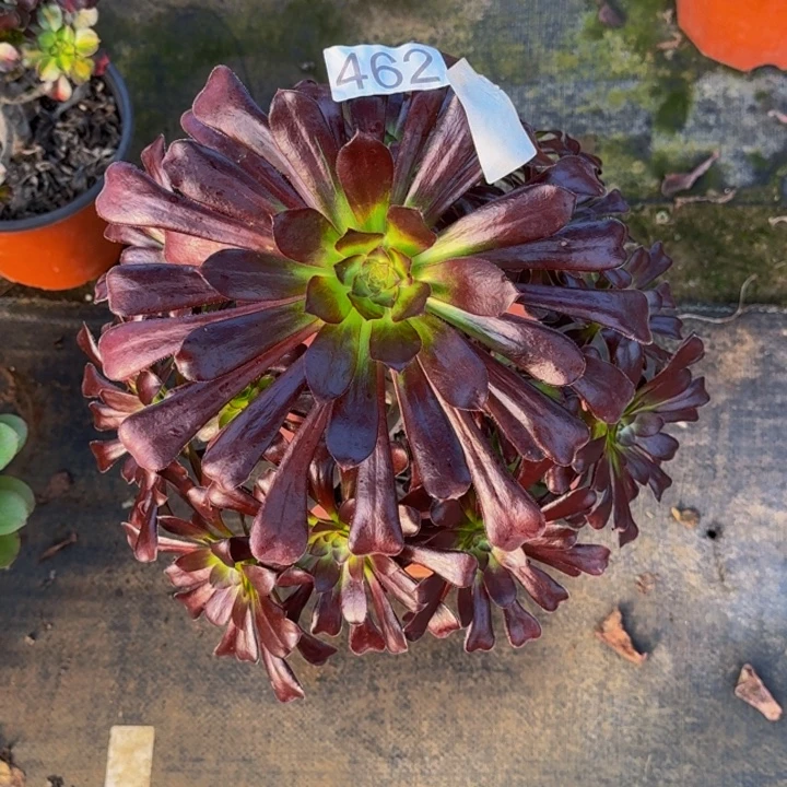 00000000000000462魔法