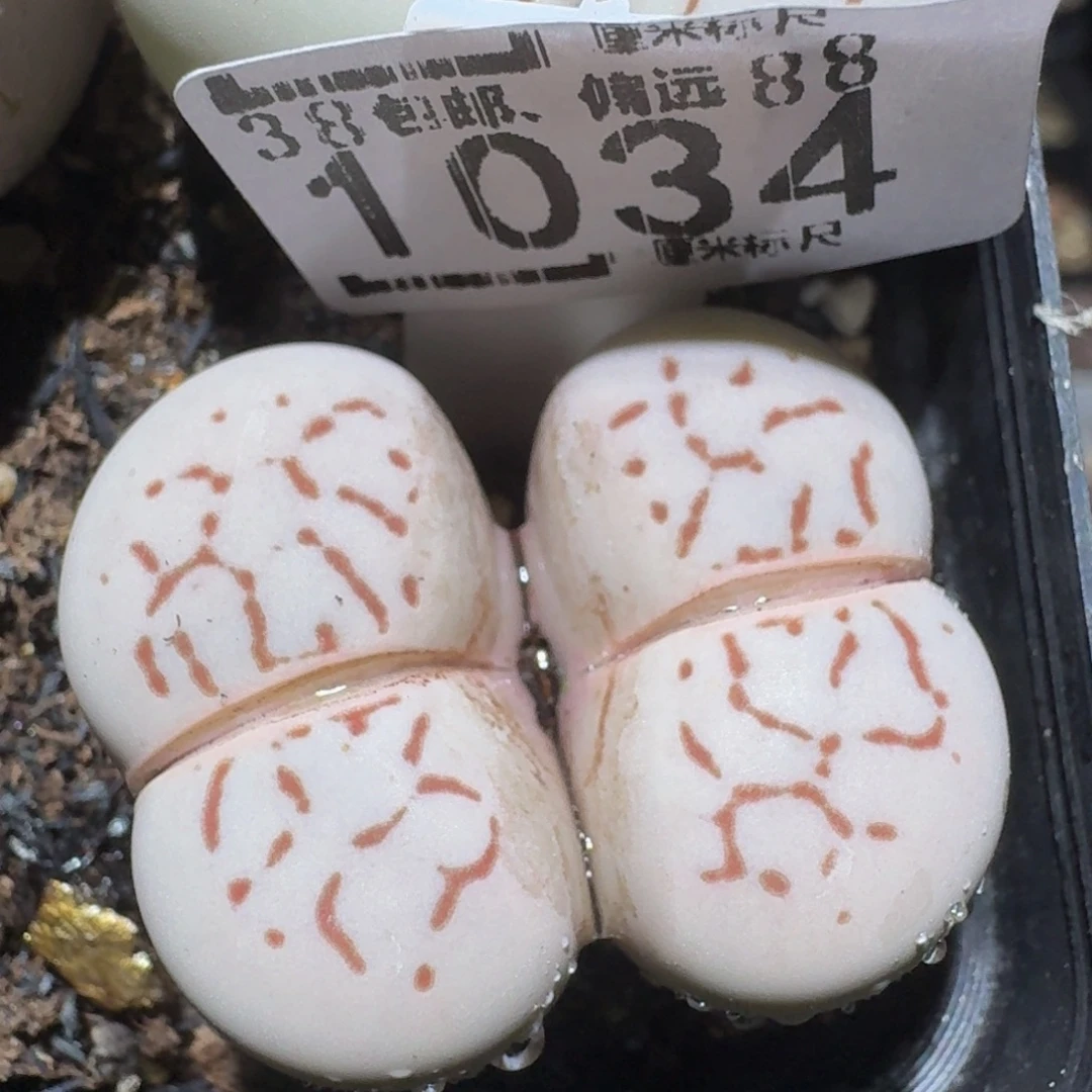 zzzzz精品生石花1034