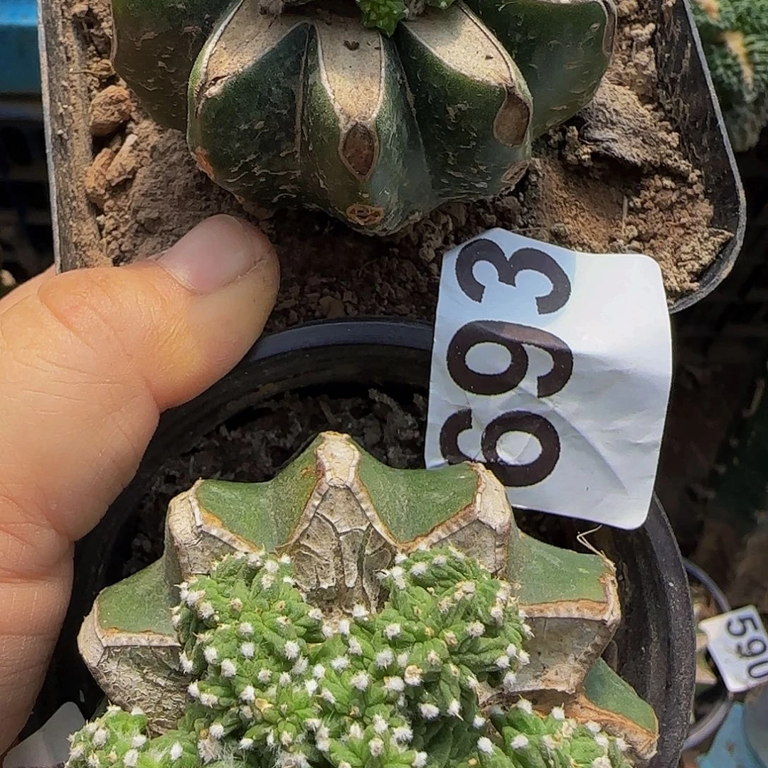 乐***英两个华龙群693仙人球
