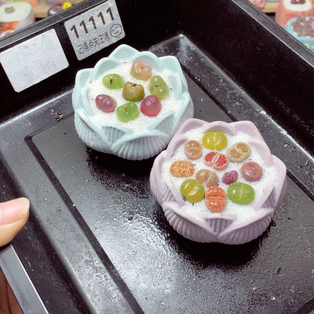 w11111一份两盆量拍