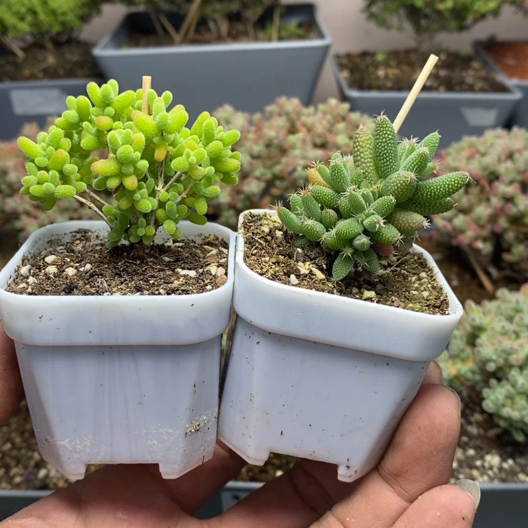 304套餐2颗枝干番杏