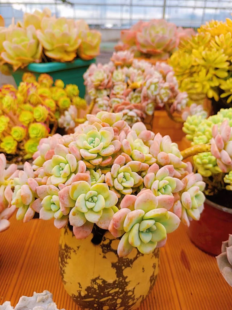 【露凝香】多肉植物阳台绿植花卉盆栽包邮室内好看好养老桩