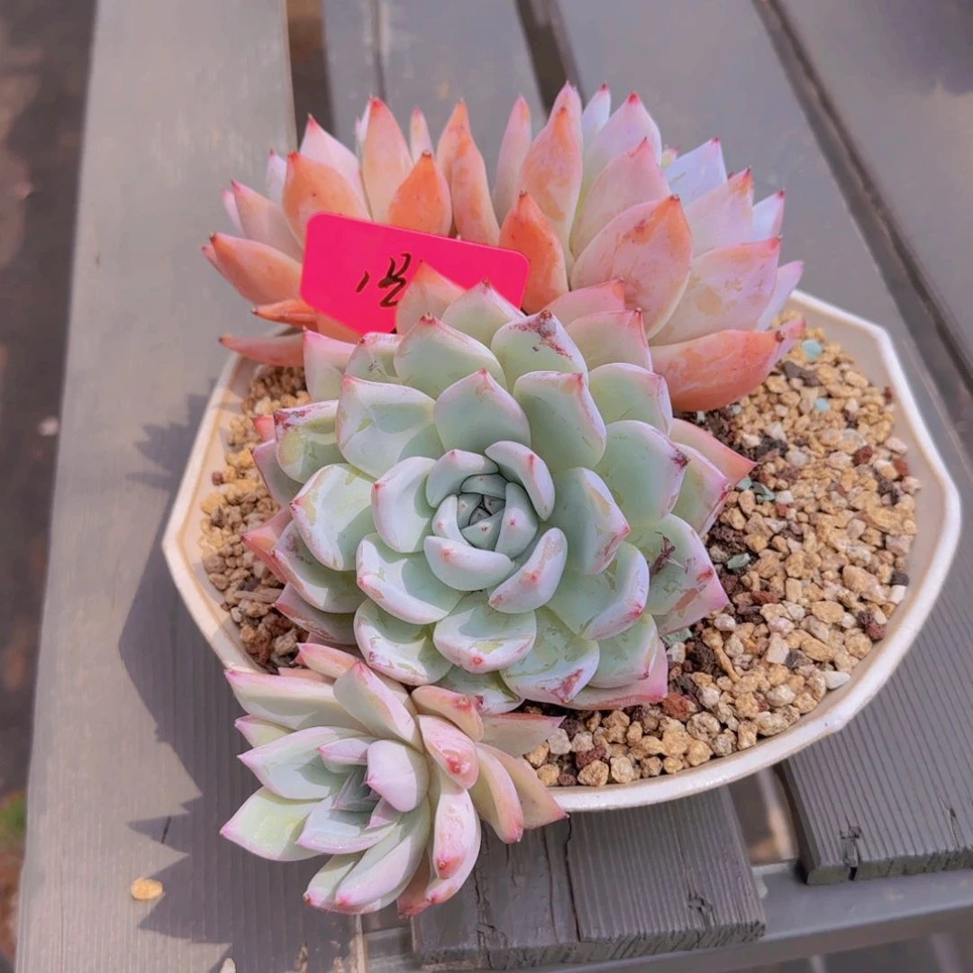 1卡多肉植物的生长