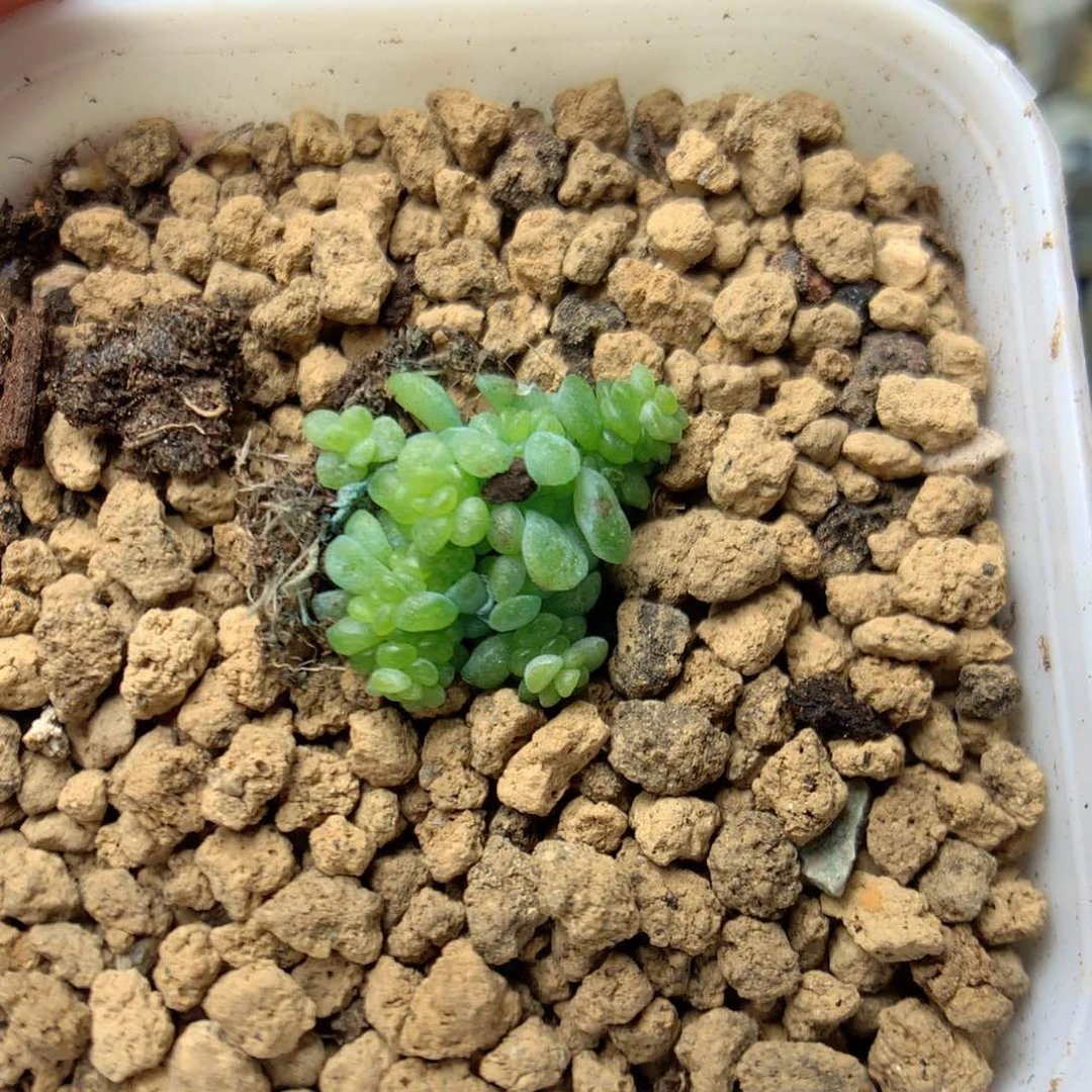 W171定繁葡萄叶麦杆Q88