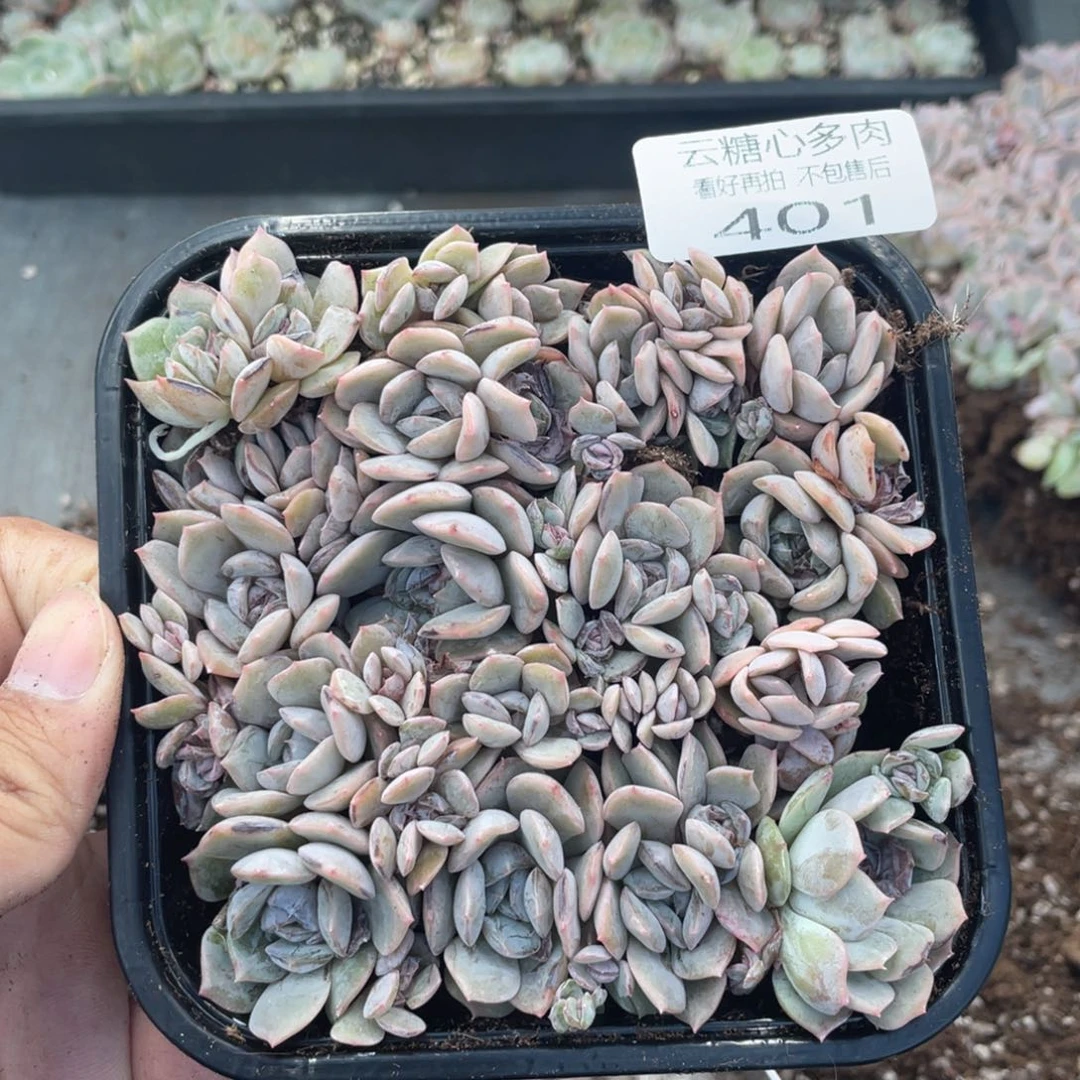 云糖心多肉植物401