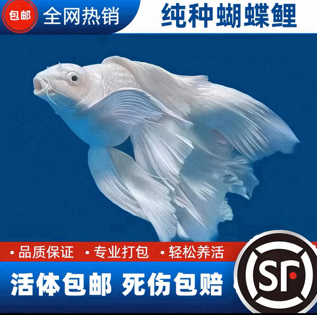 纯台系白蝴蝶鲤观赏鱼大鳍大尾冷水好养耐活可混养