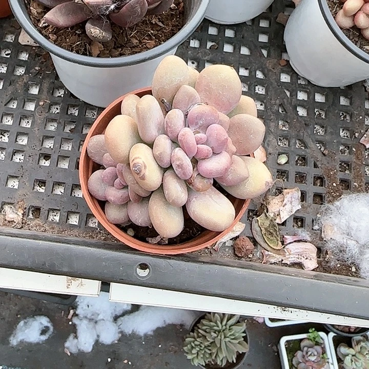 青蛙王子儿童牙膏111