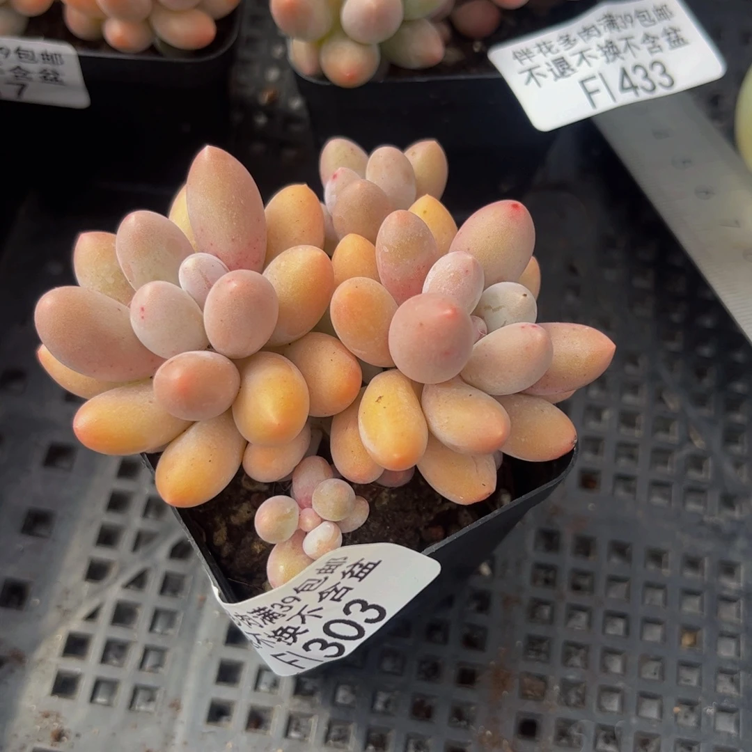 303-黄金香水手指奶酪多肉6cm