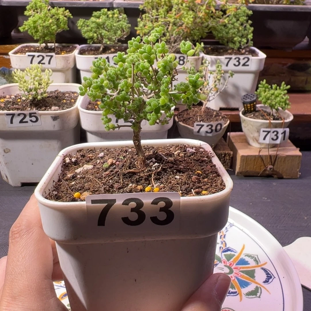 枝干番杏蜜橘糖球733