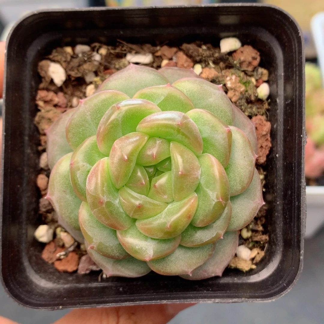 58包邮  群生不包整29