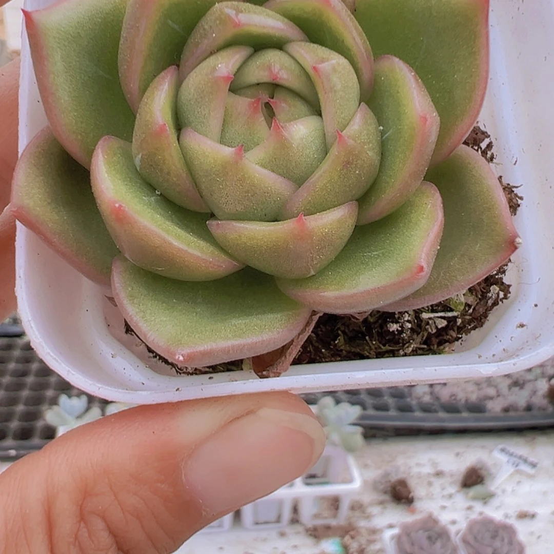 冰城多肉植物19包邮