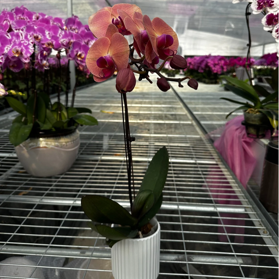 欣欣向荣蝴蝶兰带花带花苞室内盆栽花卉绿植兰花