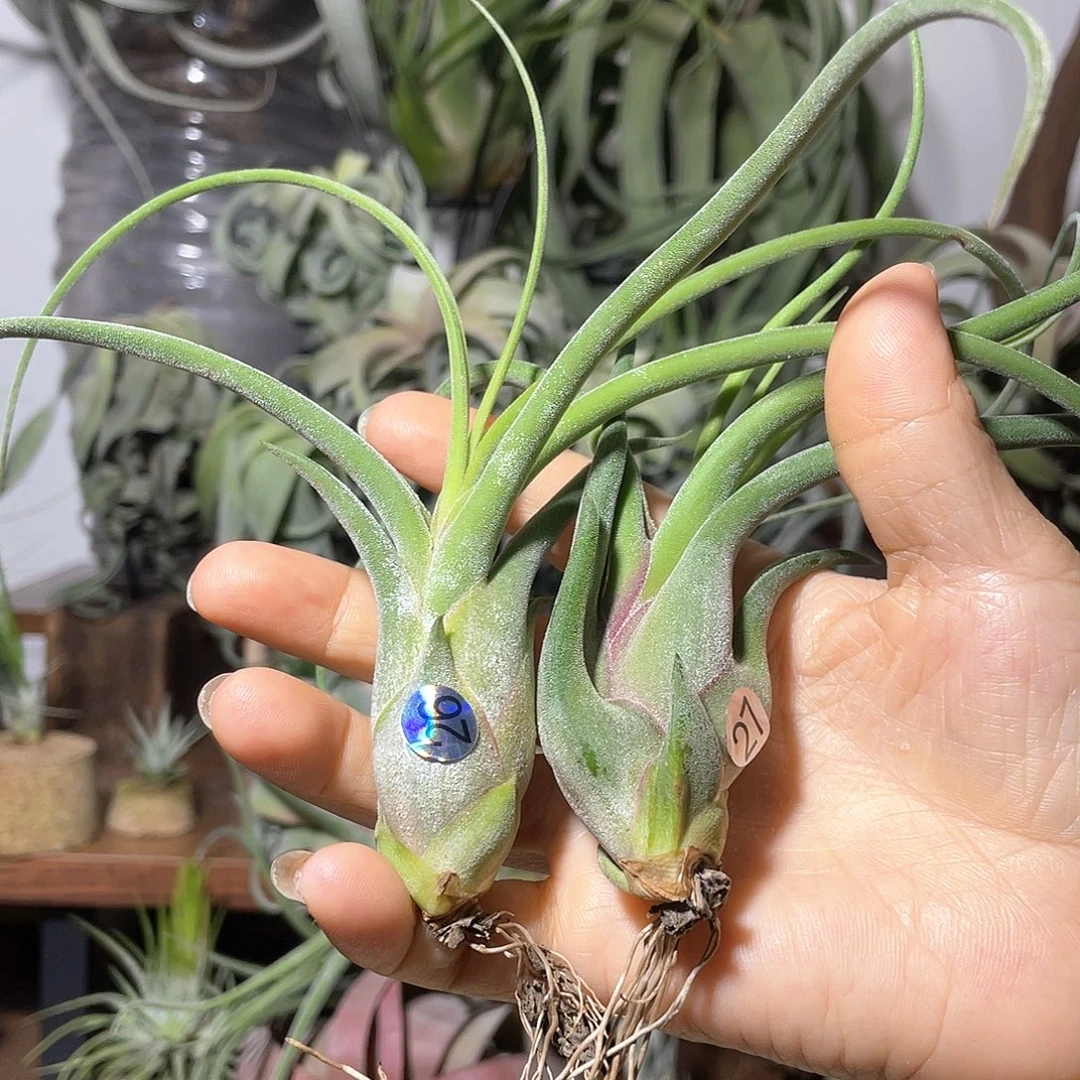 麗***美杜莎26号27号 空气凤梨