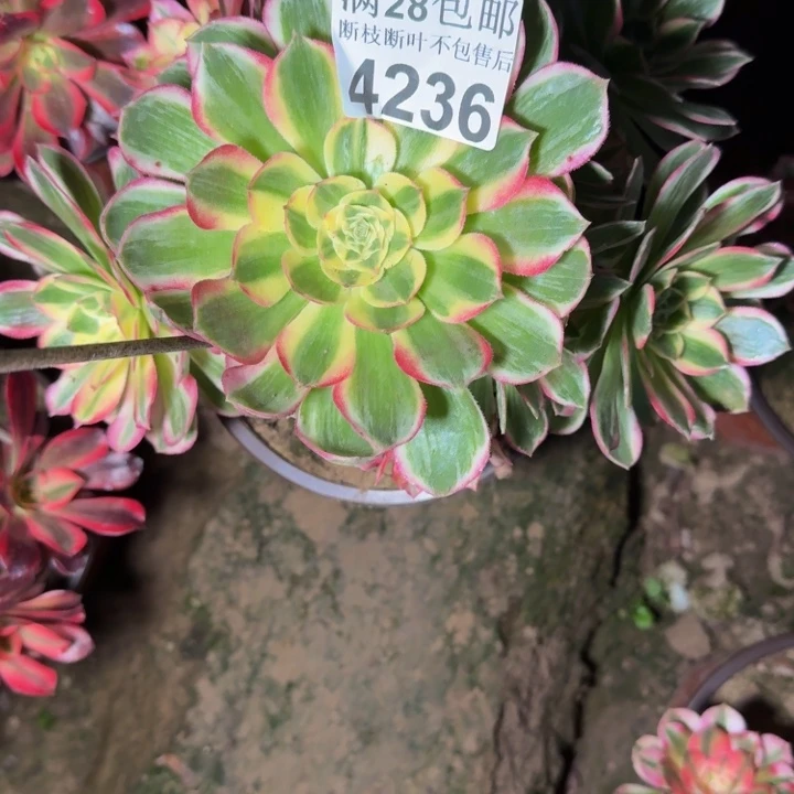 4236海王不包段枝