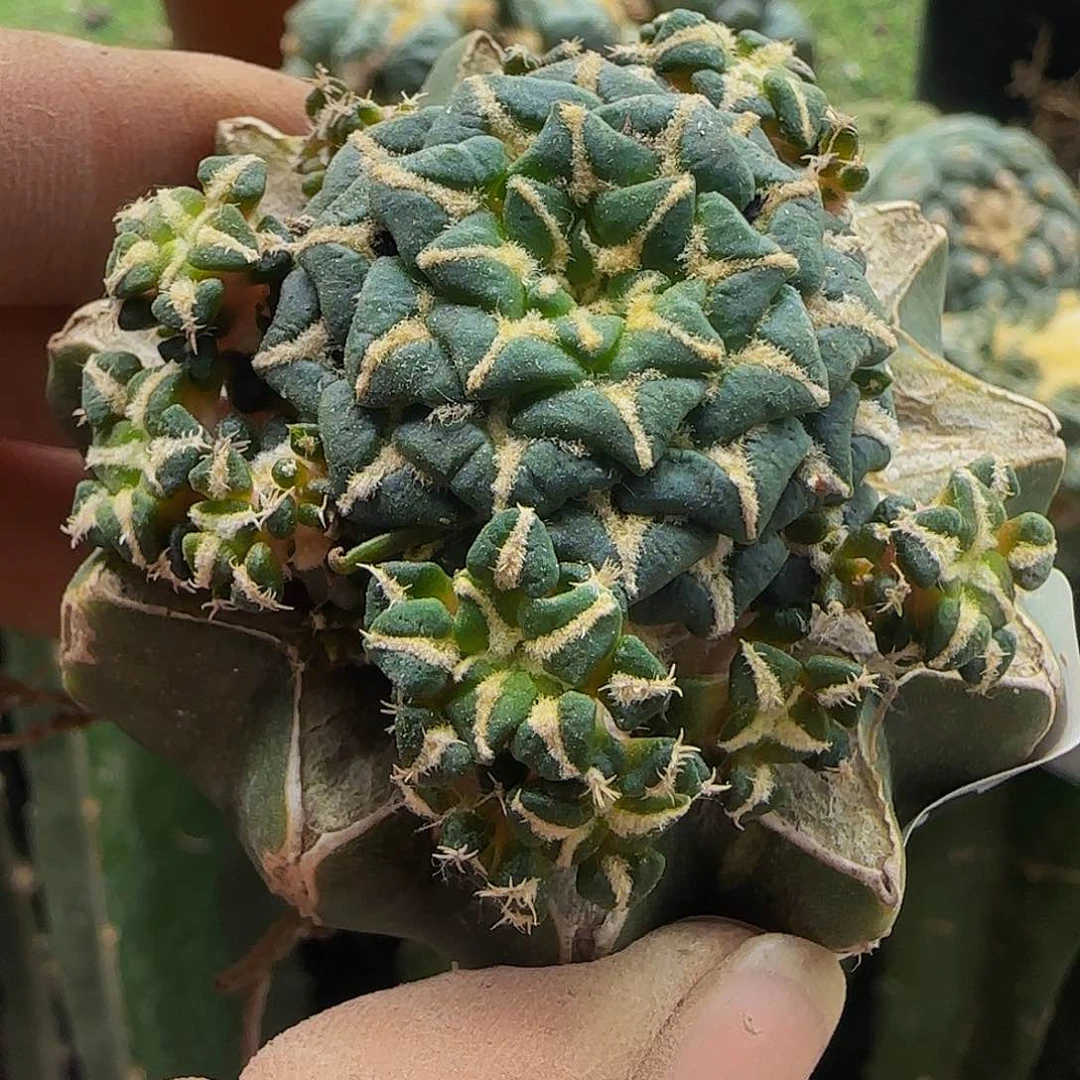 姬牡丹群头909仙人球