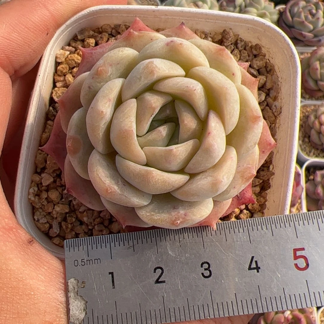 266 多肉植物组合盆栽