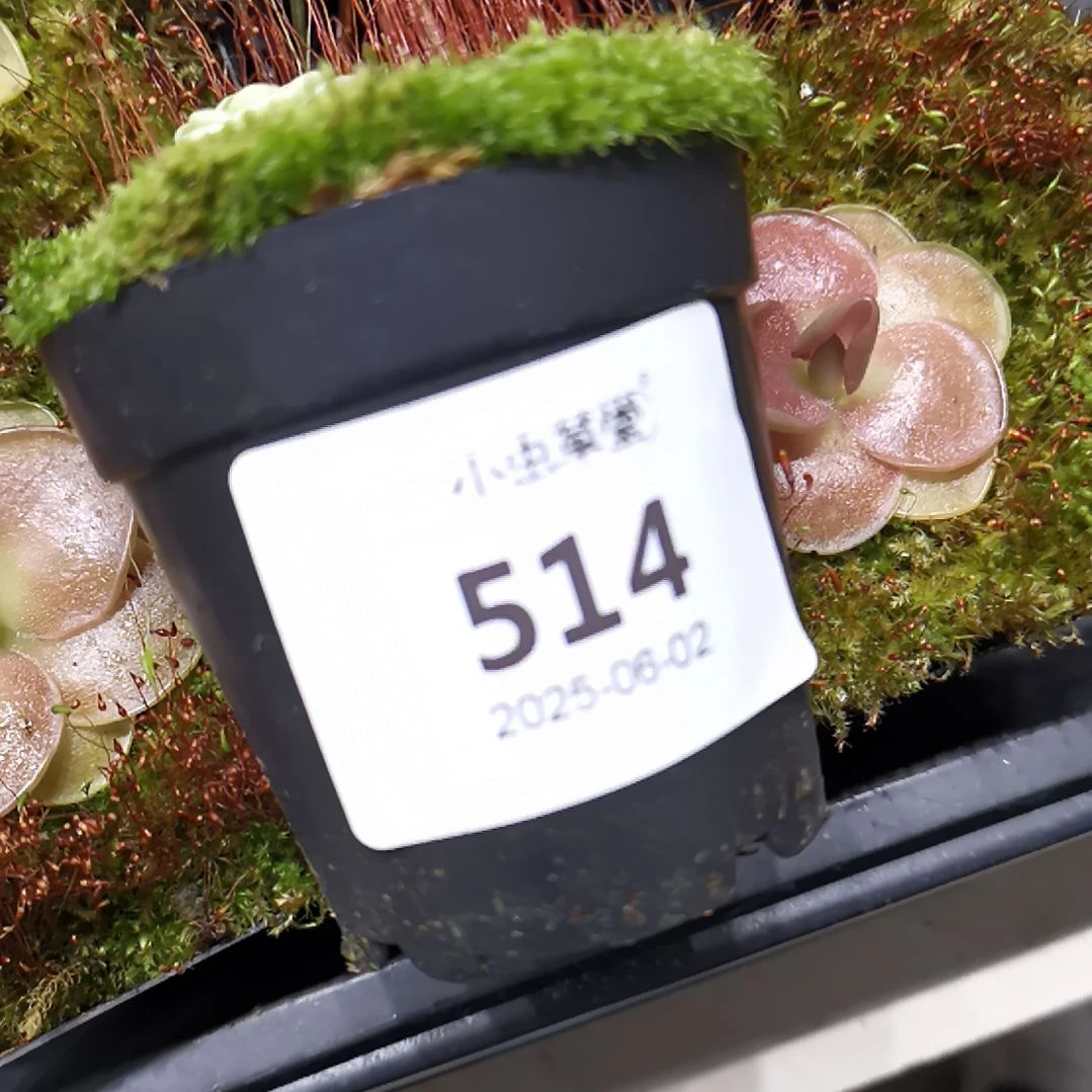 完全开放514爱丝捕虫堇