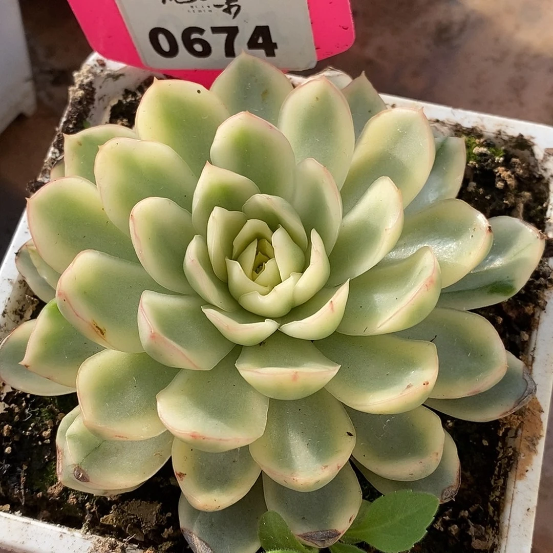 674黄玫瑰哈哈哈哈哈哈