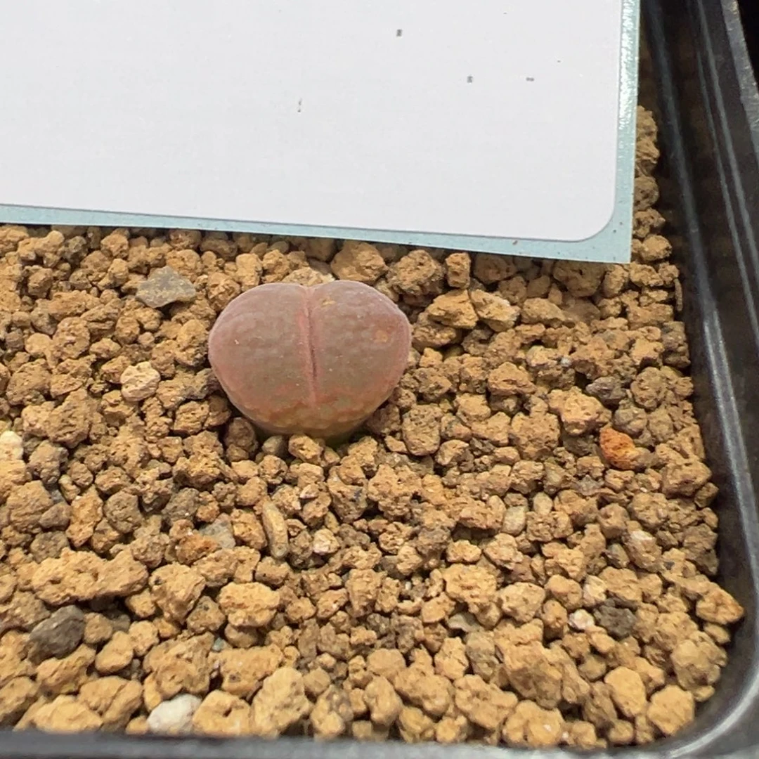 17-123白花c10风铃多肉植物