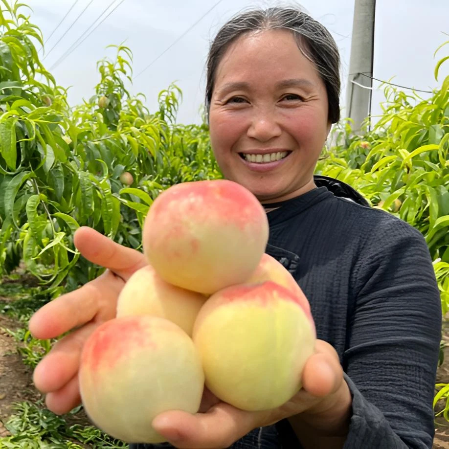 河南春蜜小白桃水蜜桃4.2-4.5斤顺丰包邮