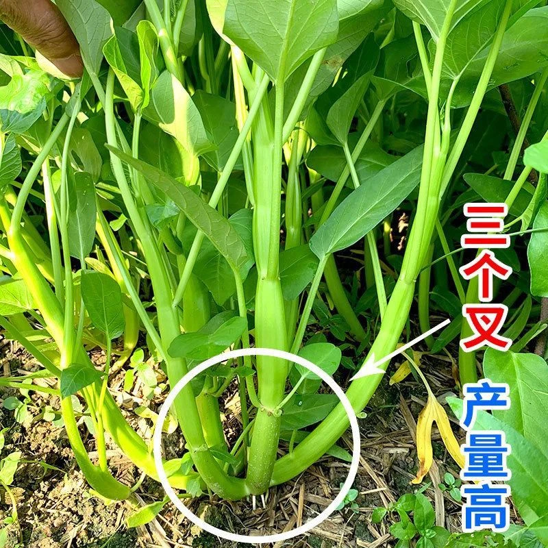 空心菜苗大叶空心菜苗小叶空心菜苗阳台庭院大田易栽种四季秧苗