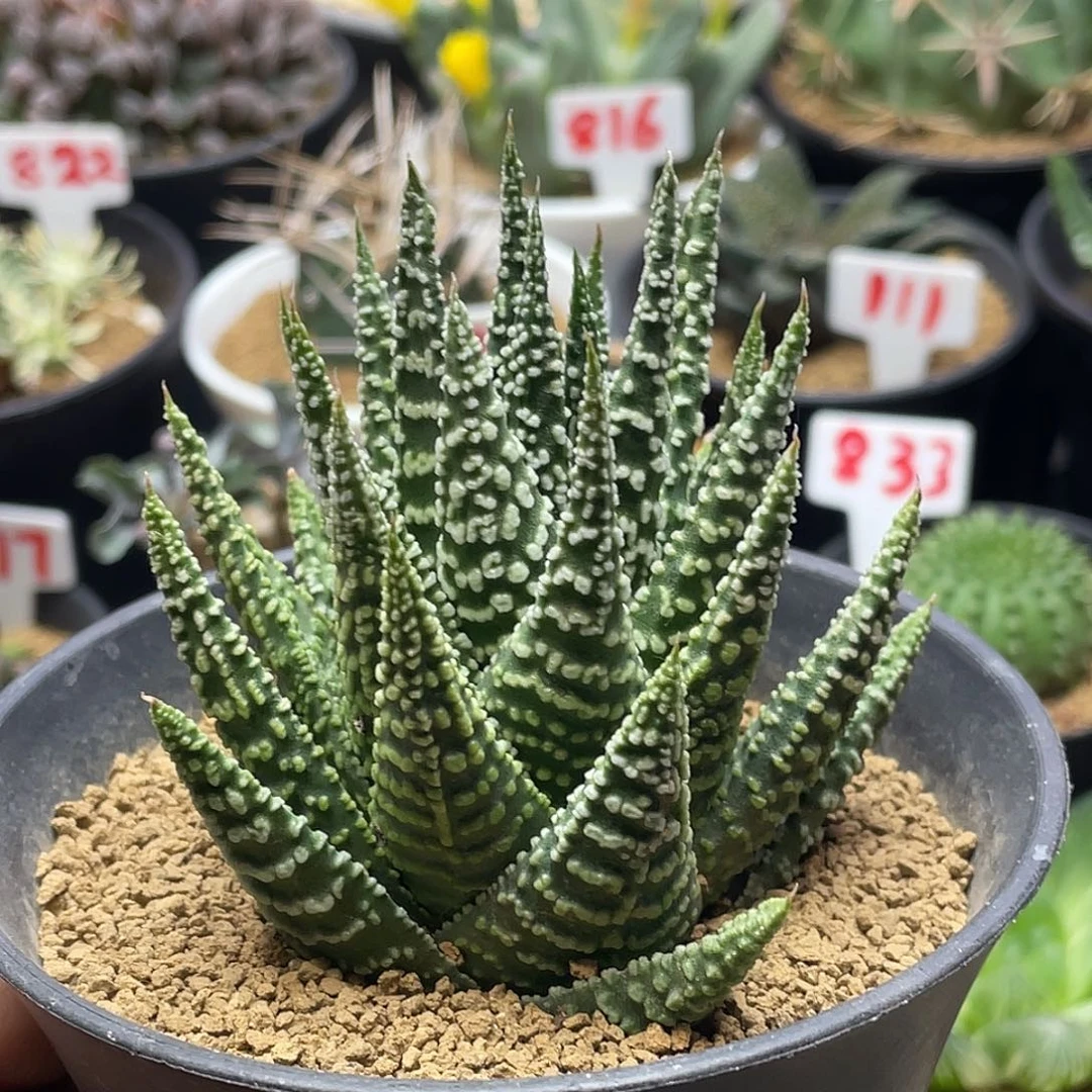 实生超级字母硬叶十二卷