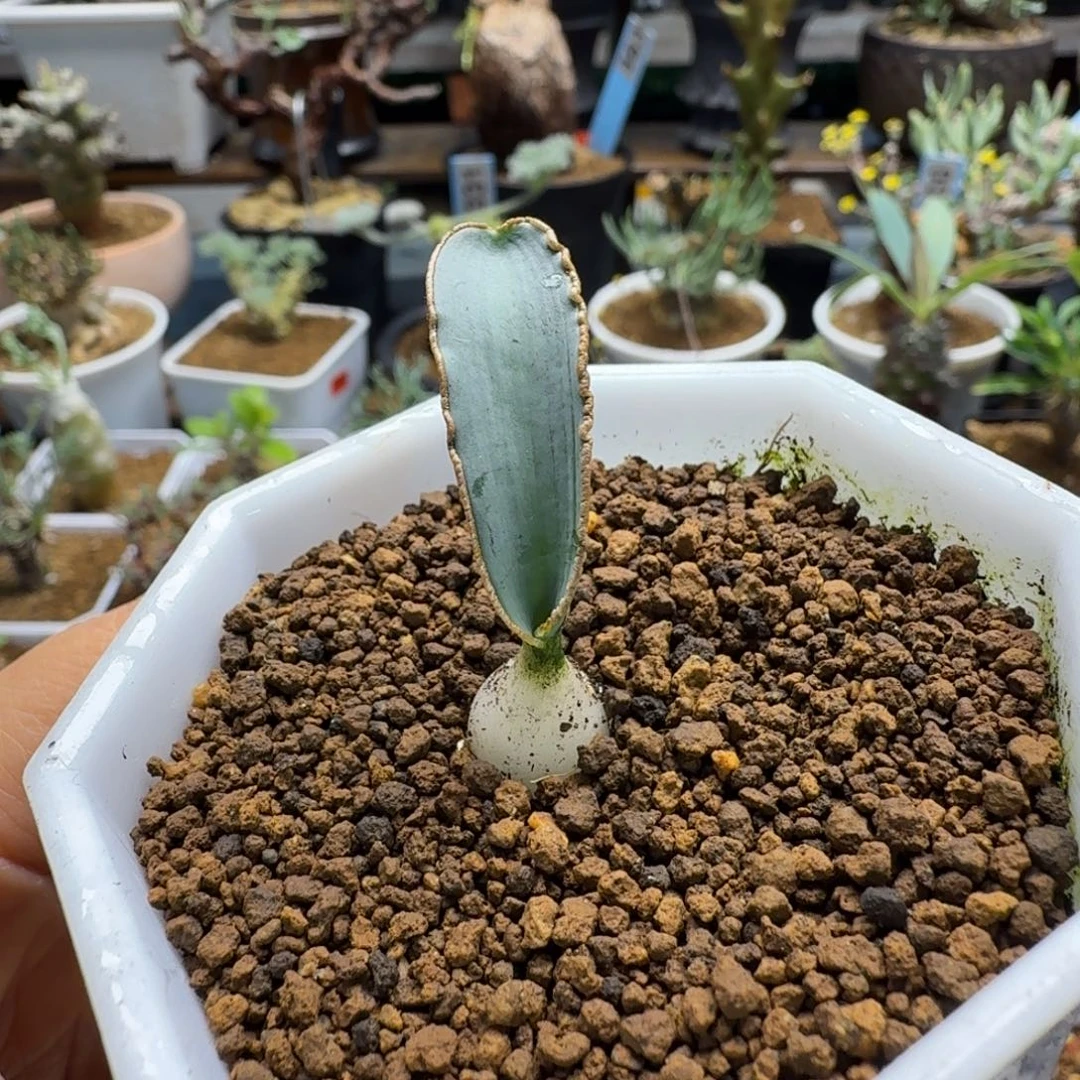 蛞蝓弹簧草000仙人球