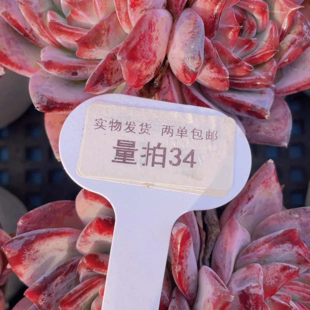 量拍34号全状态紫红色红拉糖双头一个