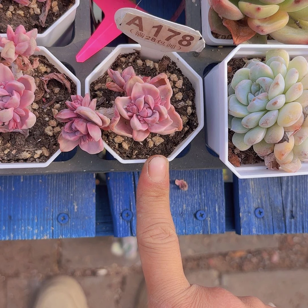 A178彩虹糖锦一物一拍